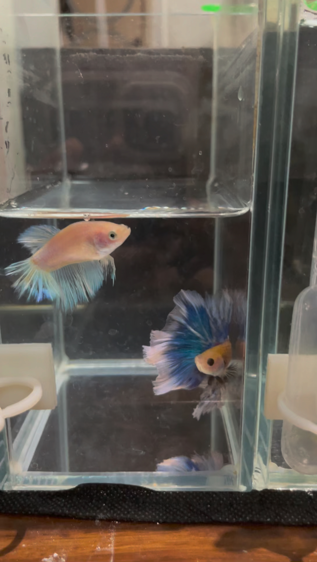 斗鱼公母可以混养吗?