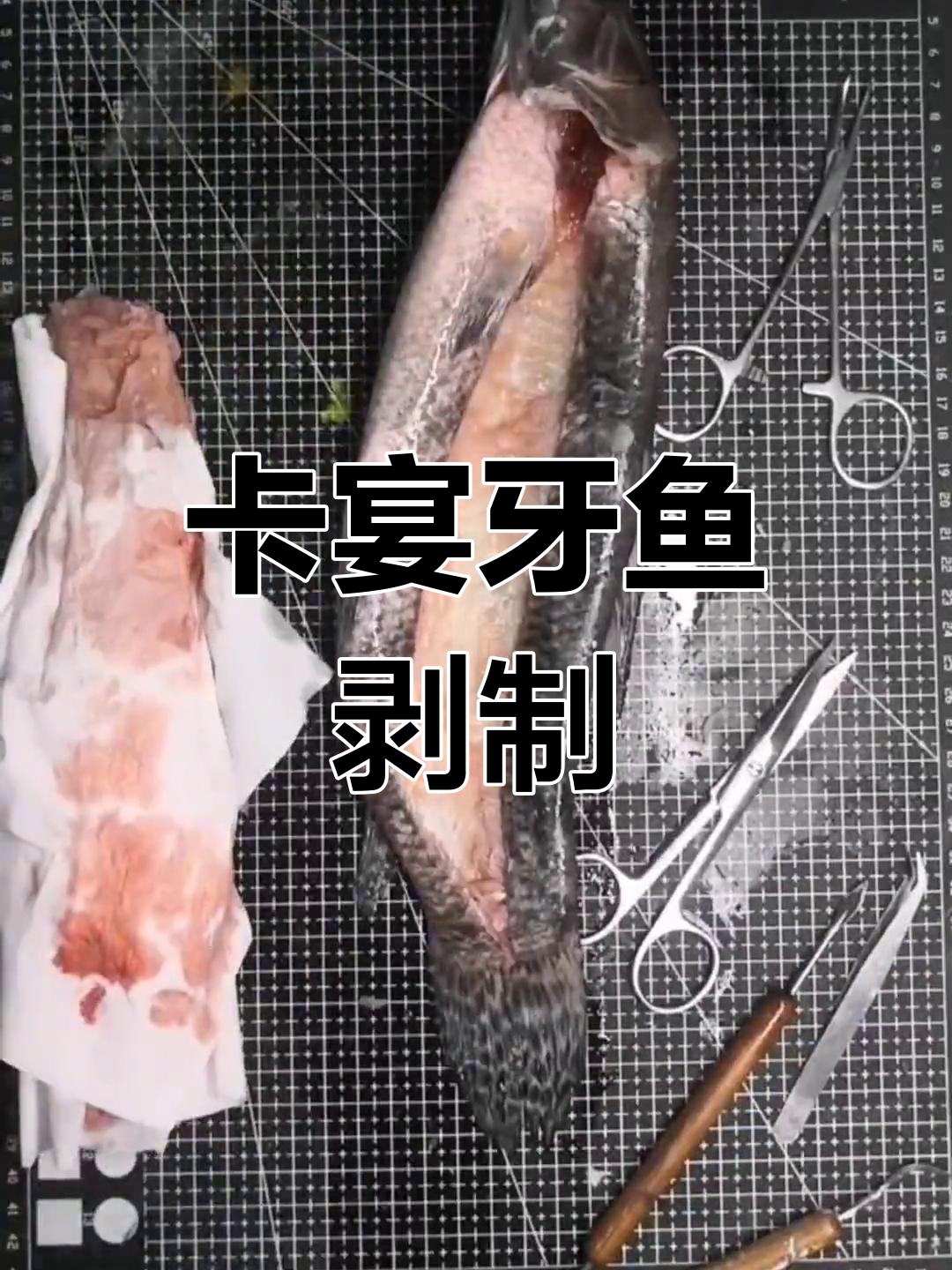 揭秘卡宴牙鱼剥皮过程,惊险又有趣!