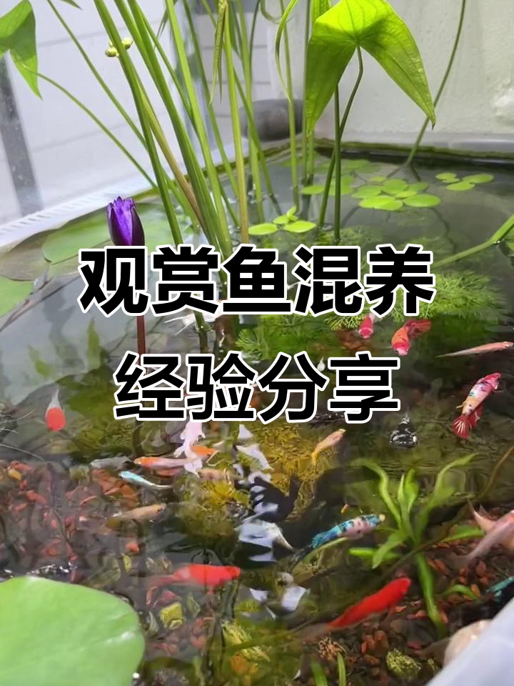 观赏鱼混养技巧：温和品种搭配与注意事项