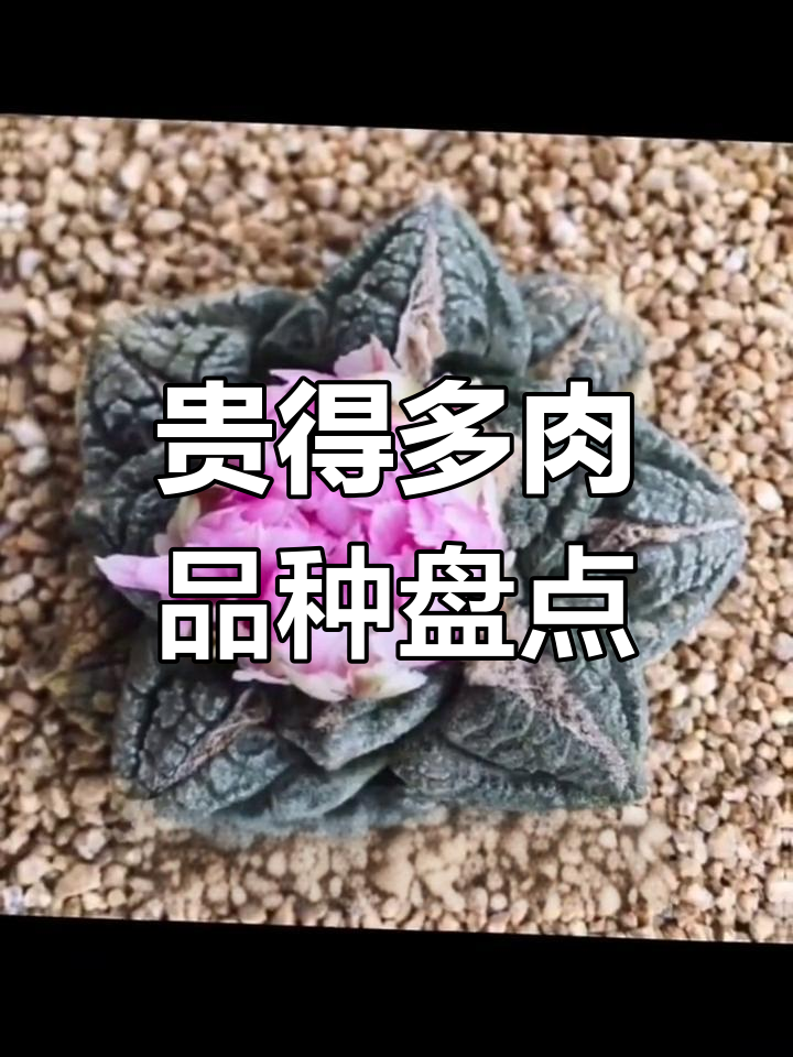 多肉植物价格大揭秘:从几元到万元不等,哪种最值钱?