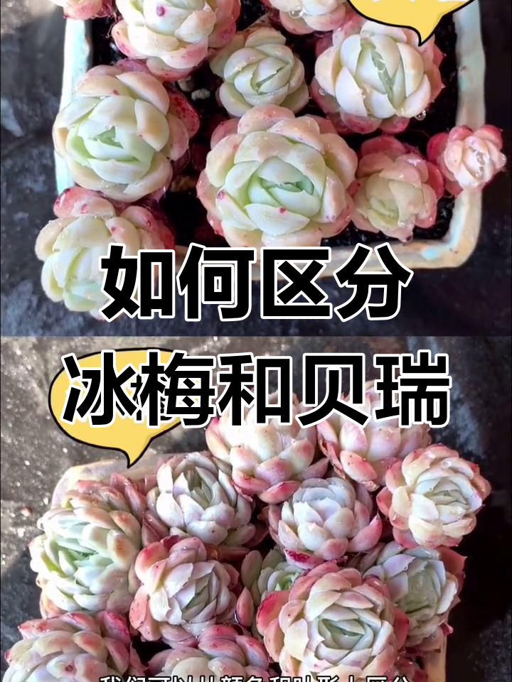 冰梅与贝瑞多肉植物区别大揭秘,教你一眼分辨
