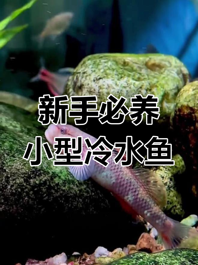 适合新手养的五种耐寒耐热冷水鱼