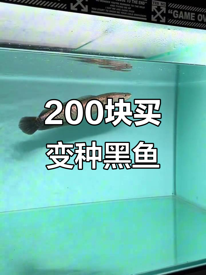 200元拿下变异大黑鱼,原生大佬帮忙鉴定杂交品种