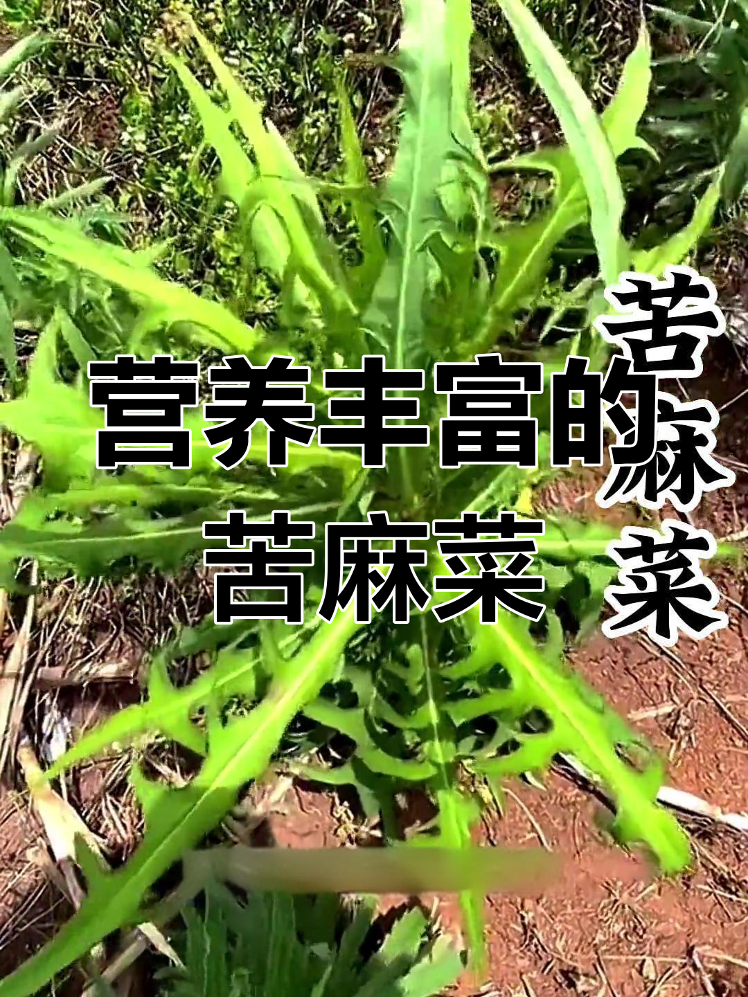 野生苦菜的营养价值与食用方法