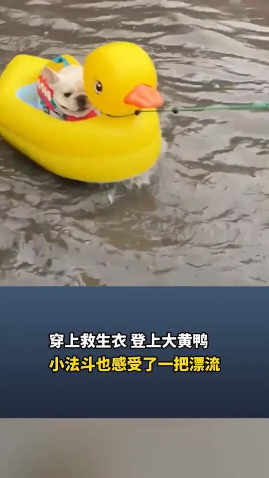 穿上救生衣,登上大黄鸭,小法斗也感受了一把漂流 来源