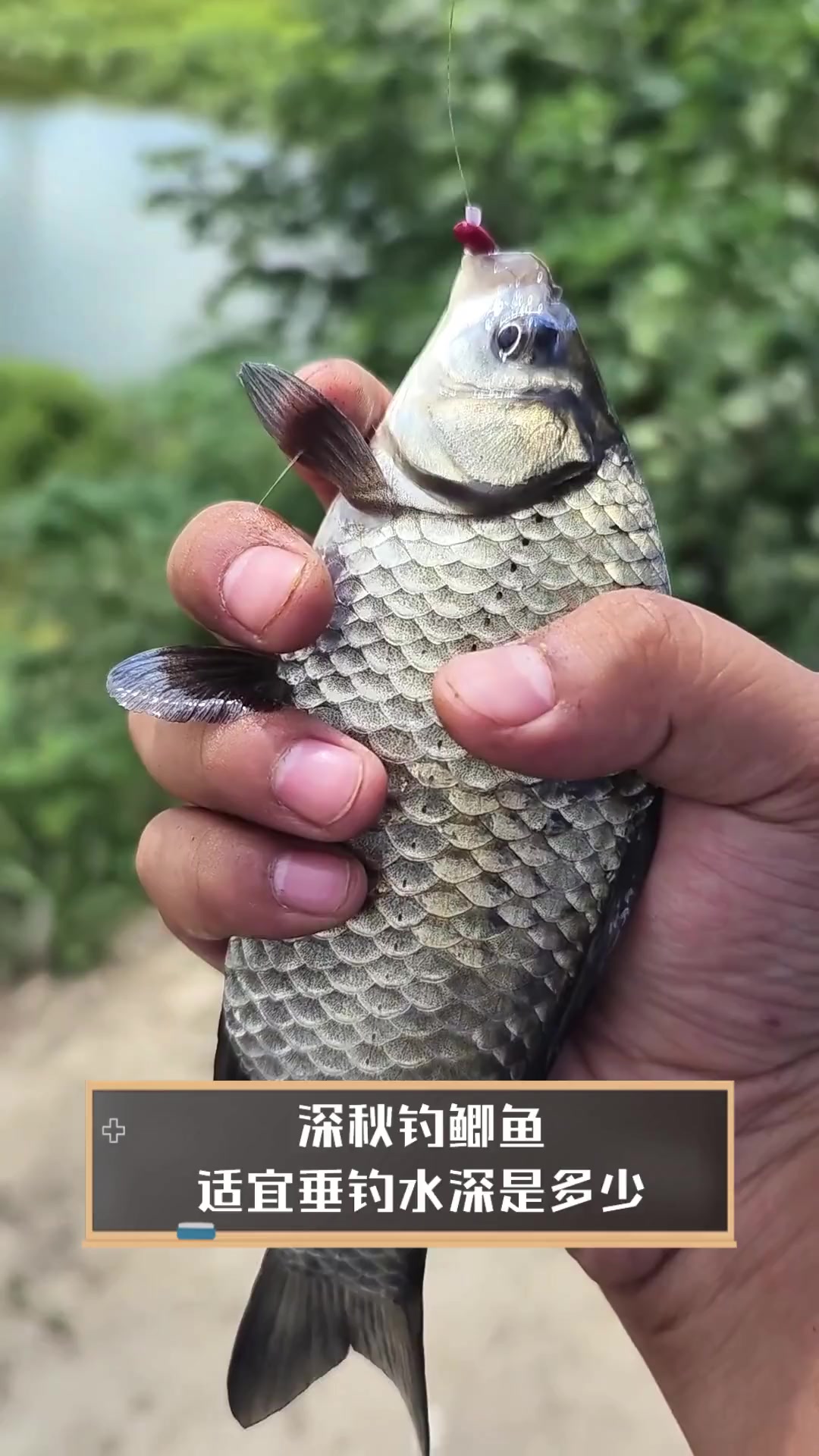 深秋钓鲫鱼,适宜垂钓水深是多少