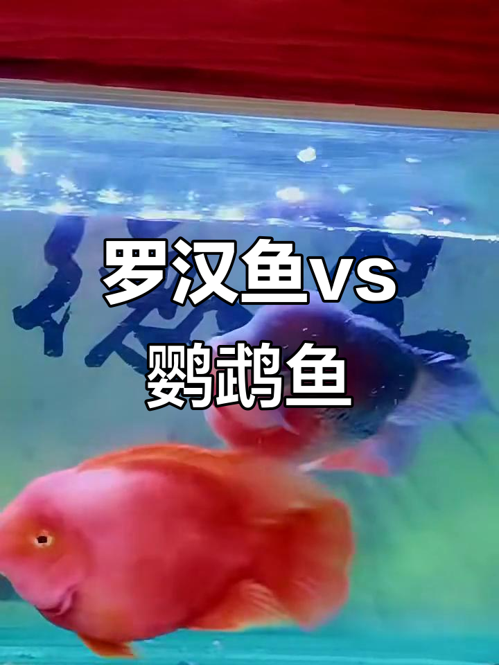 罗汉鱼与鹦鹉鱼的奇妙互动,看看谁能更胜一筹