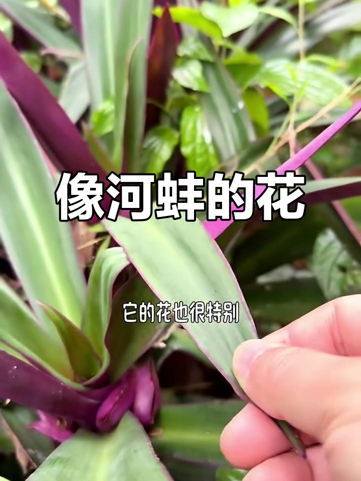 蚌花:因形似河蚌而得名,观叶又可炖汤
