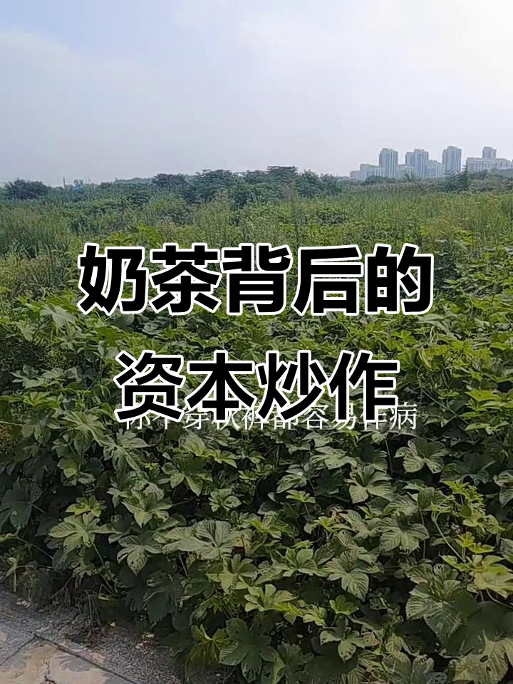 秋天的第一杯奶茶,背后真相让人心凉!