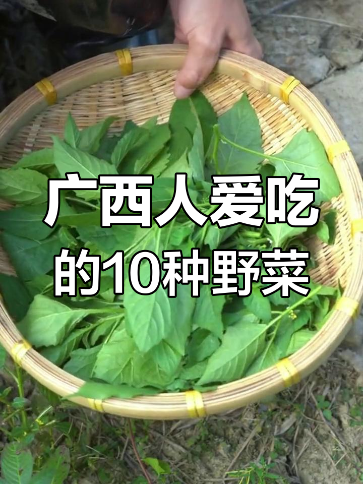广西十大野菜,你吃过几种?