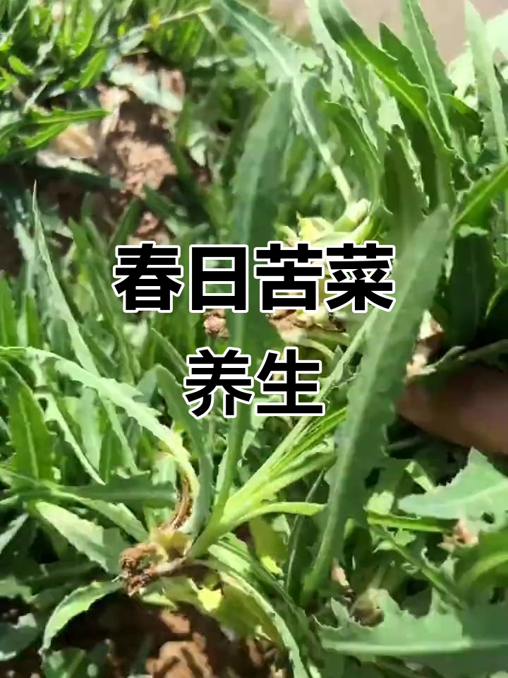 苦菜春季食用，清火解毒，让人焕发活力！