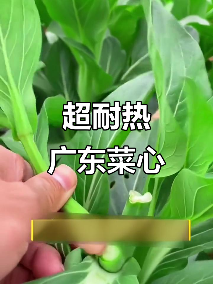 广东菜心:六月起轻松种植的清脆美味蔬菜