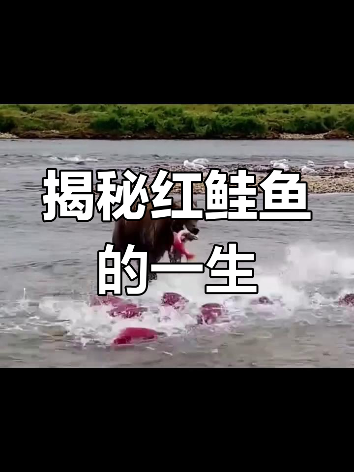 红大马哈鱼的回游之路:从淡水到大海,再到产卵地