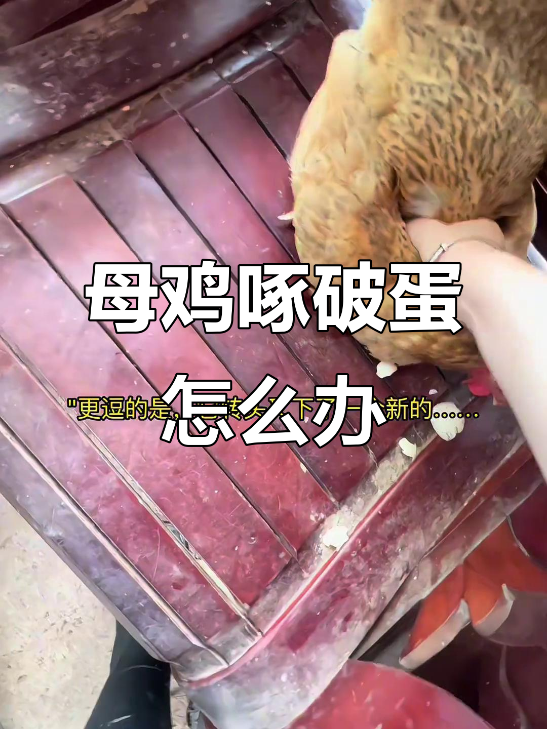 母鸡孵蛋碎,辣条换鸡蛋?看如何用孵化器解决难题