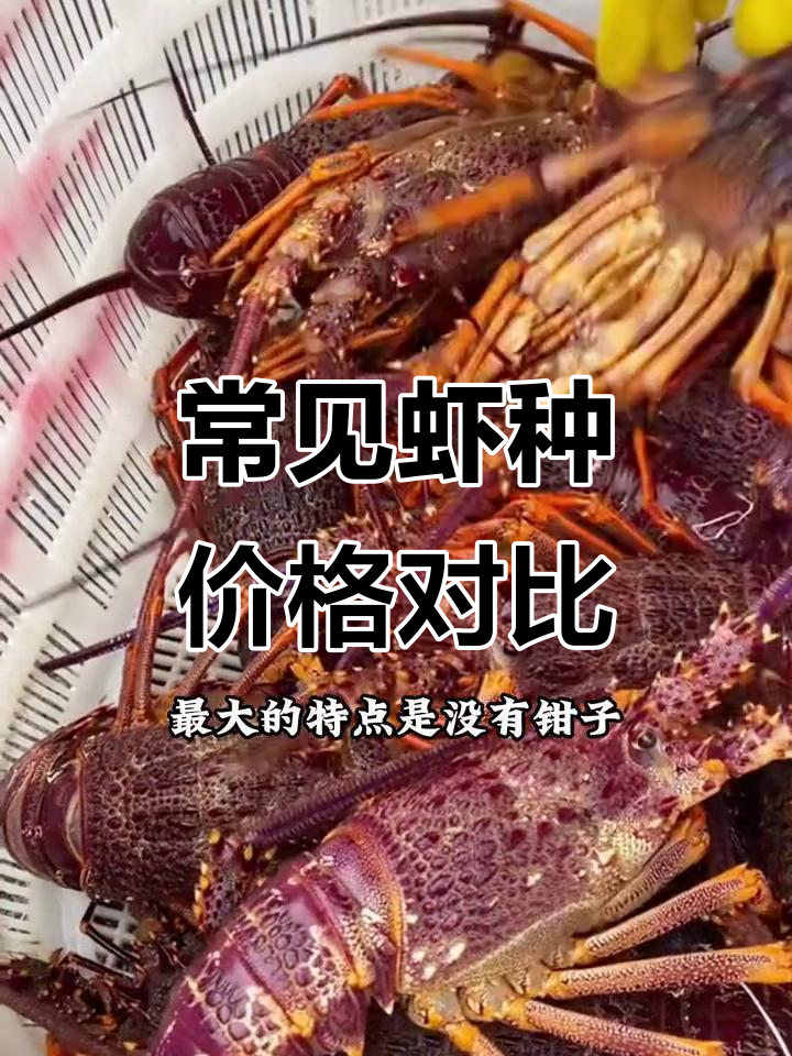 各种虾类大揭秘:从花虾到巨型淡水螯虾,价格与品种全解析