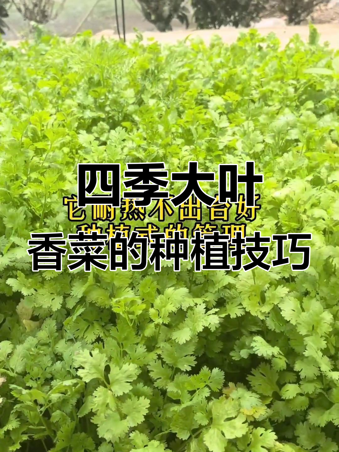 四季大叶香菜,耐热不抽苔,阳台种植轻松收获