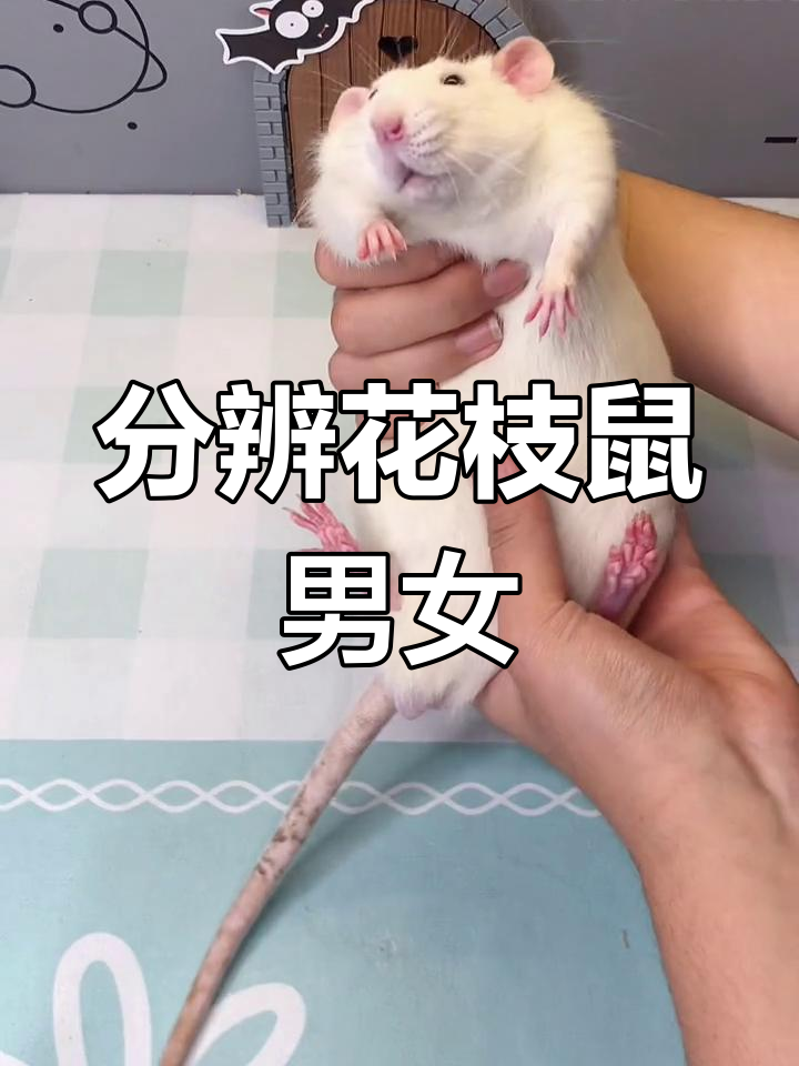 花枝鼠性别大揭秘,公母一眼识别!