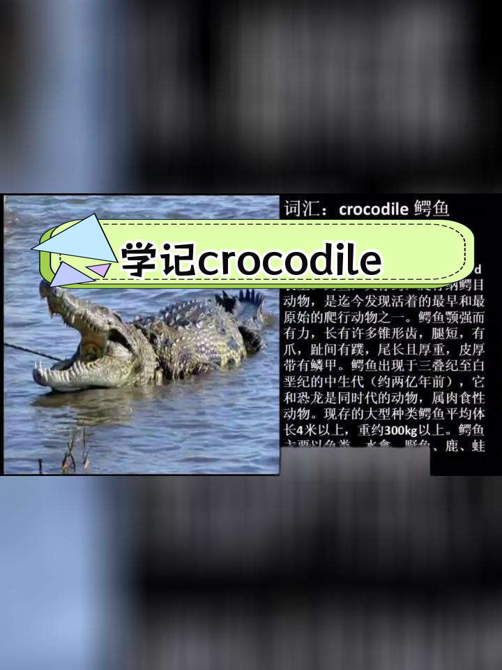 鳄鱼英语怎么说?