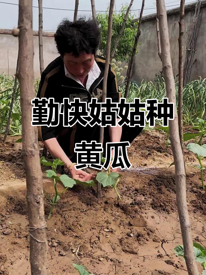 小飞妈妈的小菜园:黄瓜苗快速生长,姑姑忙得不亦乐乎