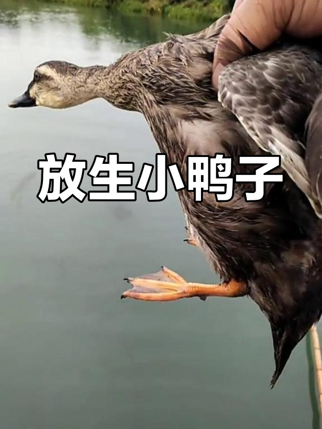 今年放生一只大野鸭