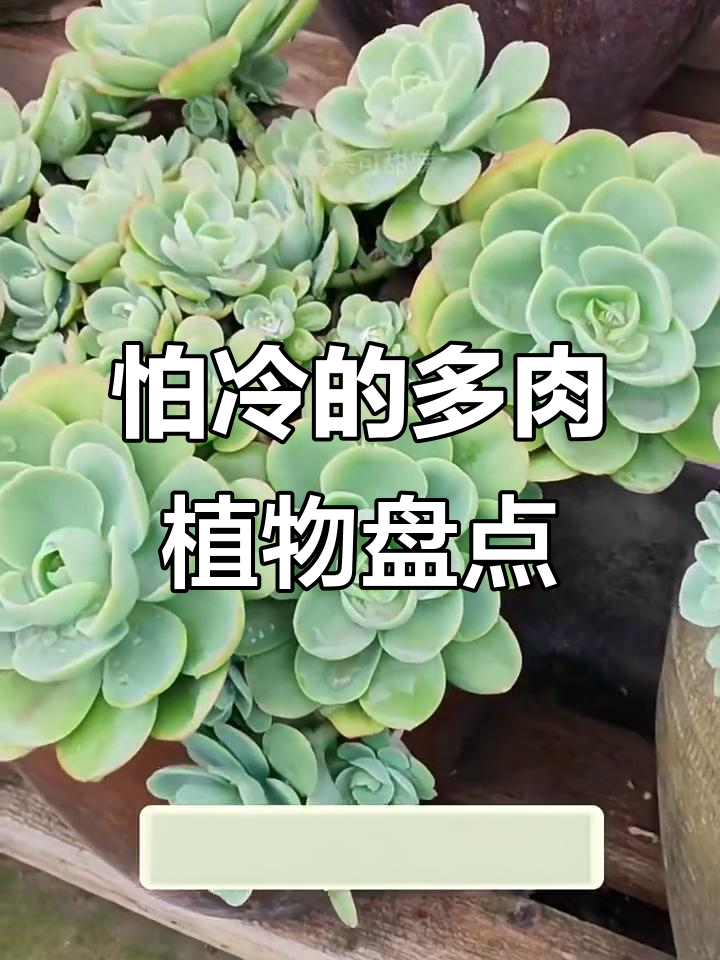 10种最怕冷的多肉植物，冬季低温必死无疑