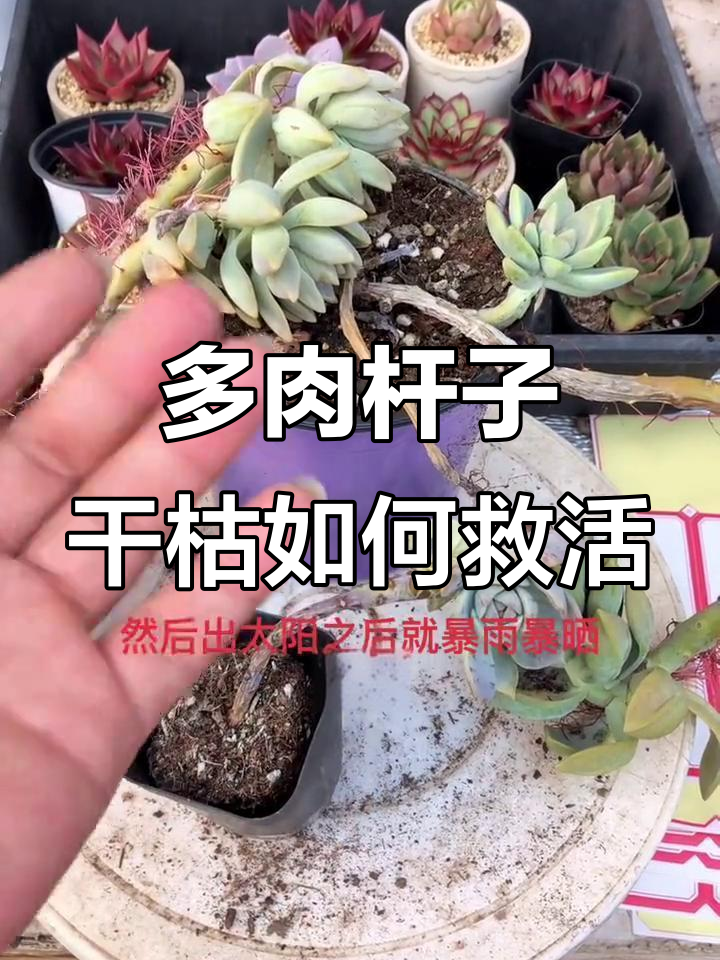 多肉植物杆子干枯怎么办?教你简单处理让它重生
