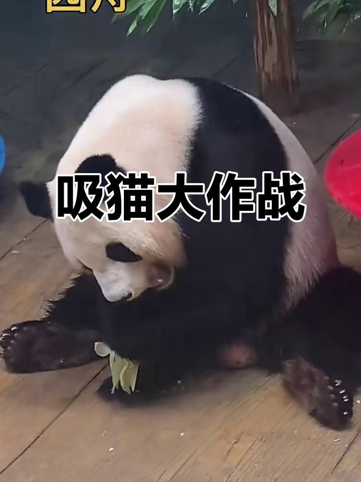 深圳野生动物园熊猫乐园日常，小企鹅和冷气空调的奇妙互动