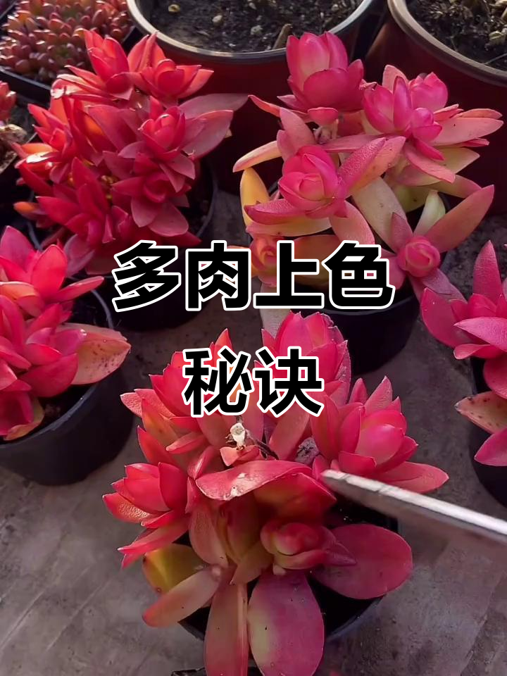 如何让多肉植物叶子变红?光照和温差是关键