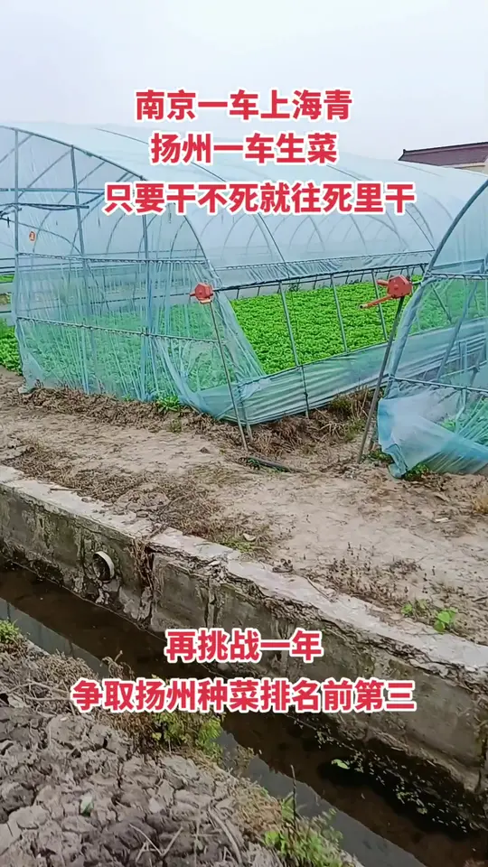 菜农每日公布蔬菜价格，带你了解菜篮子最新动态