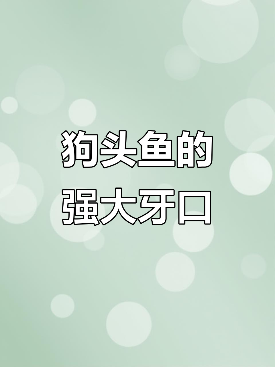 狗头鱼:可爱又凶猛,牙齿锋利能爆小龙虾