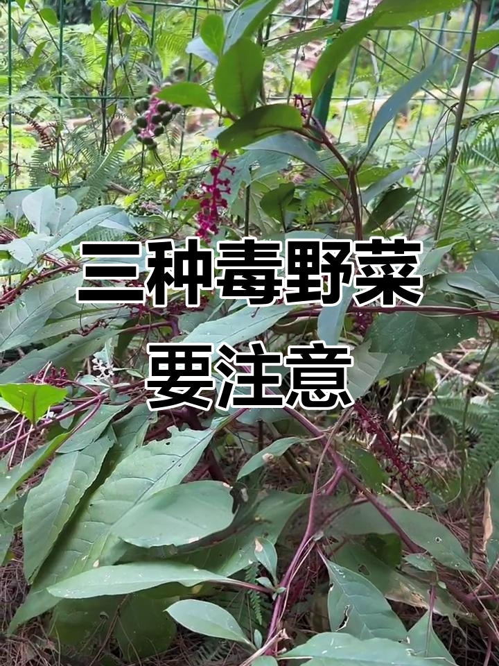 春天野菜虽鲜,但别误采这三种有毒植物