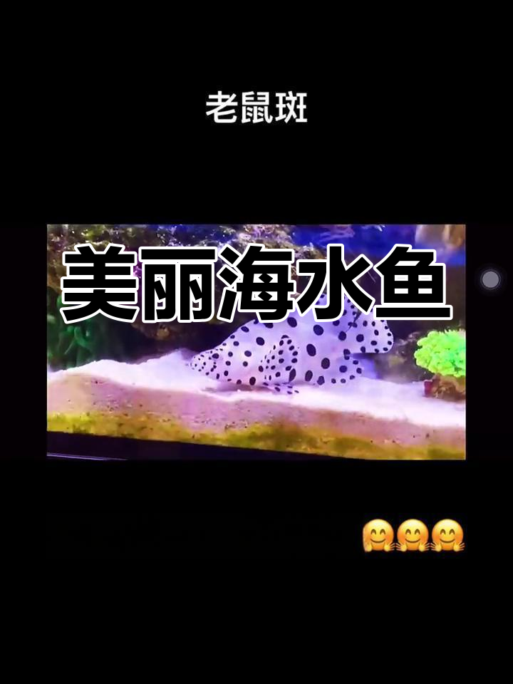 老鼠斑:食用与观赏兼得