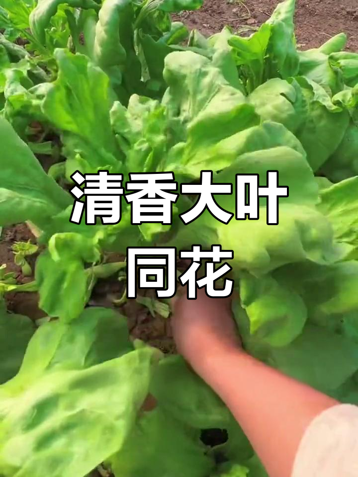 大叶同花:只长叶子不长的神奇蔬菜