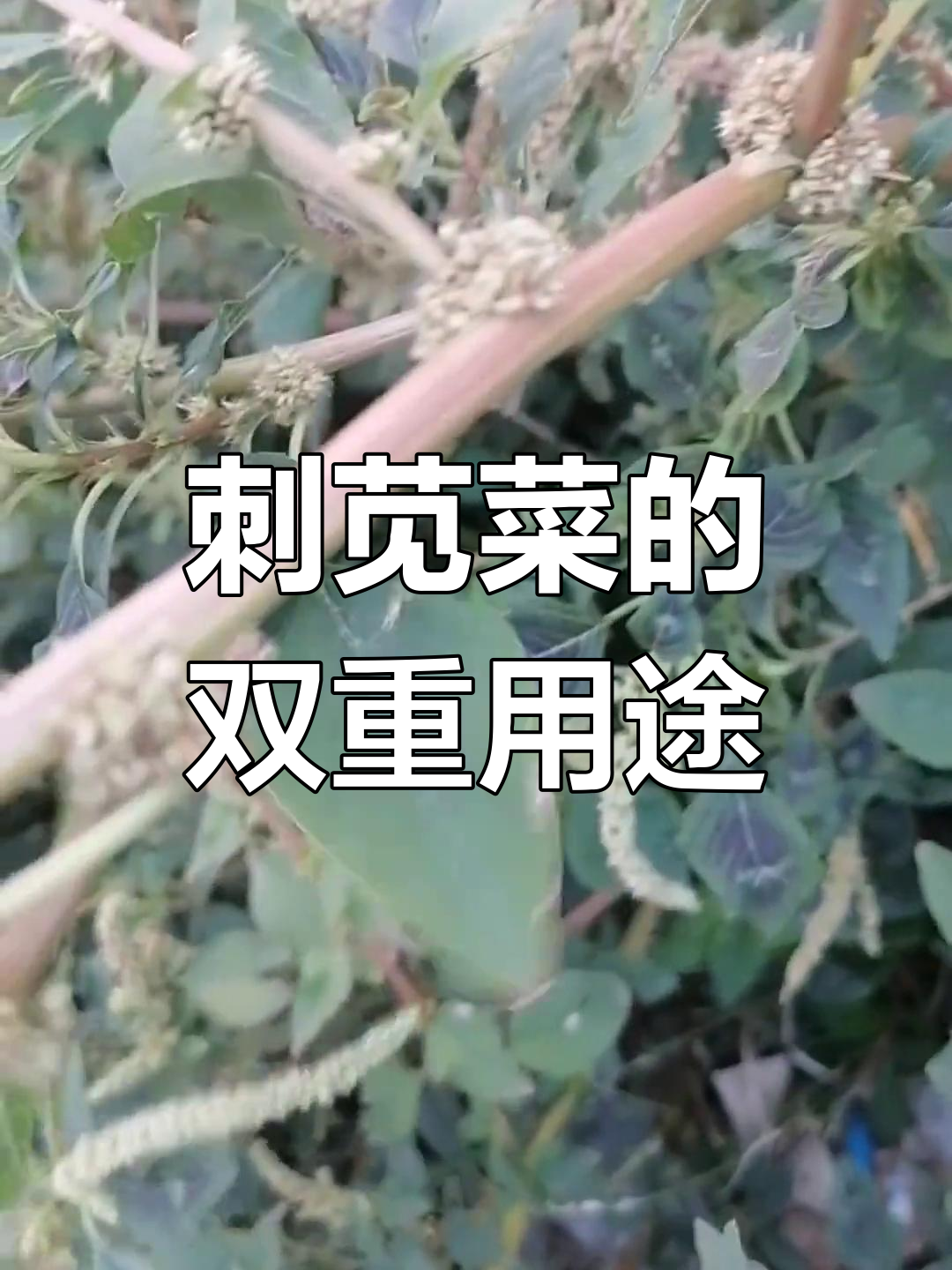 刺苋菜:南方常见野生植物,药用与食用价值兼具