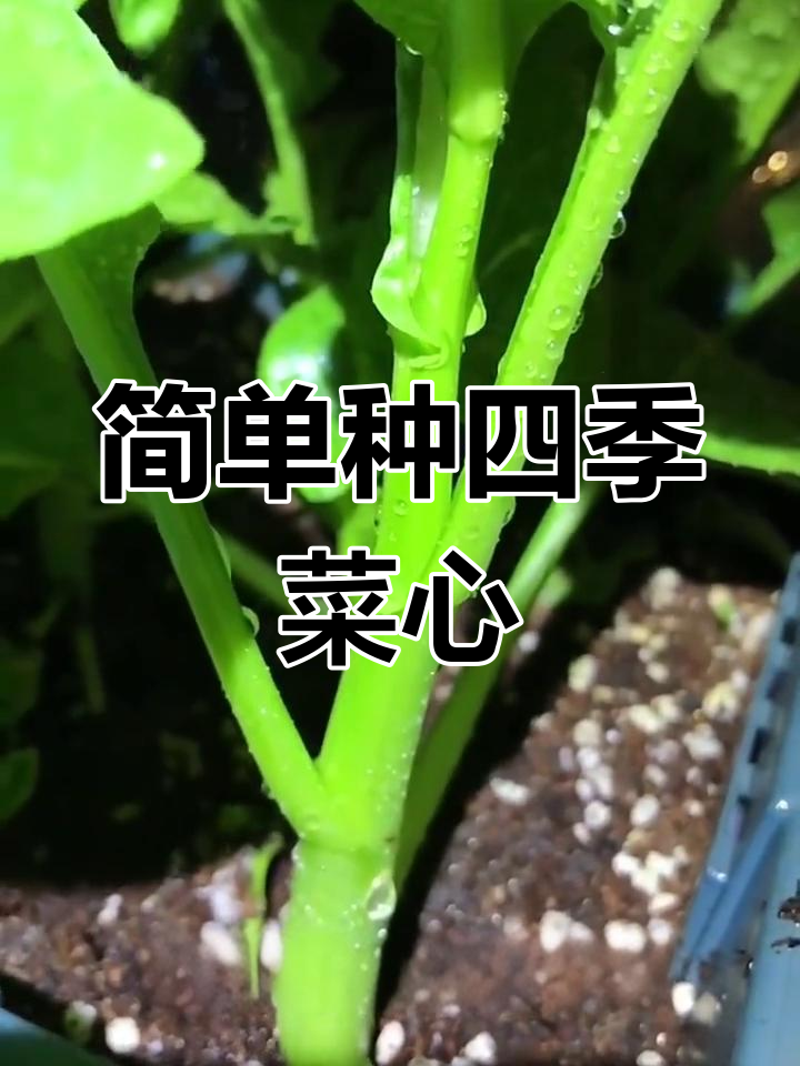 四季菜心,阳台必备的快速蔬菜