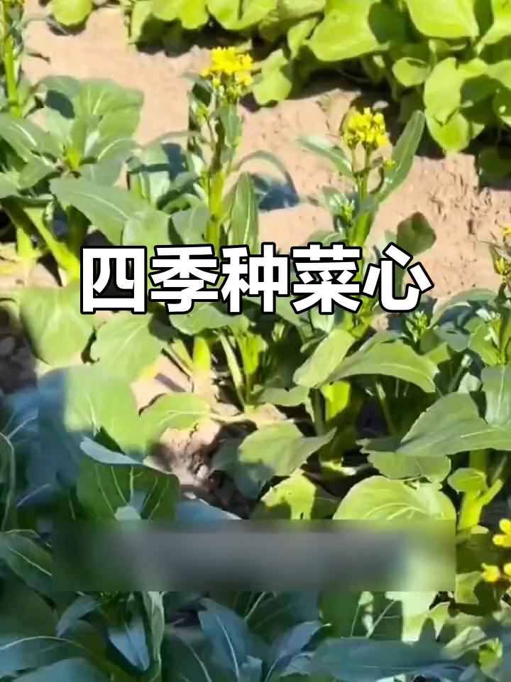 广东菜心,四季种植,阳台盆栽轻松发芽,成活率高