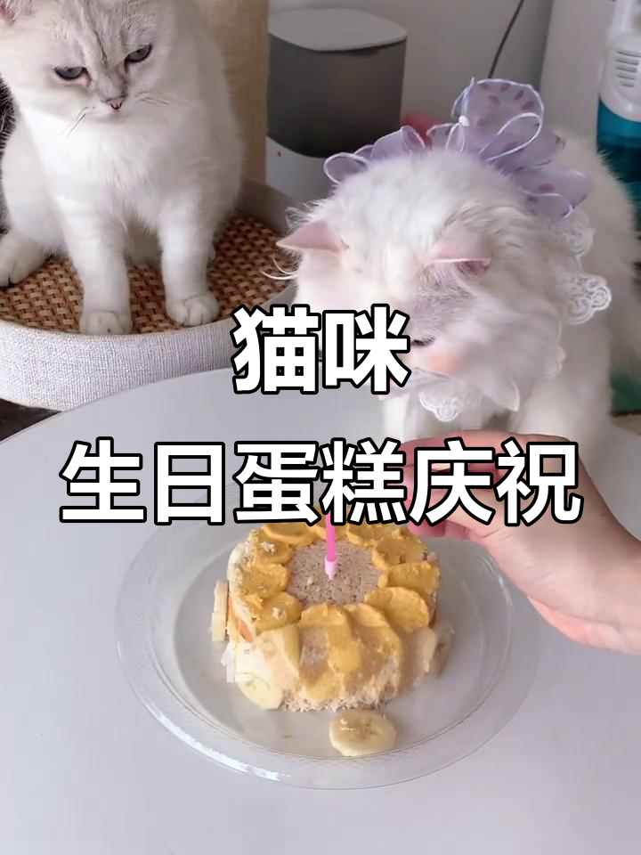 猫咪过生日,蛋糕仪式感满满,超有爱!