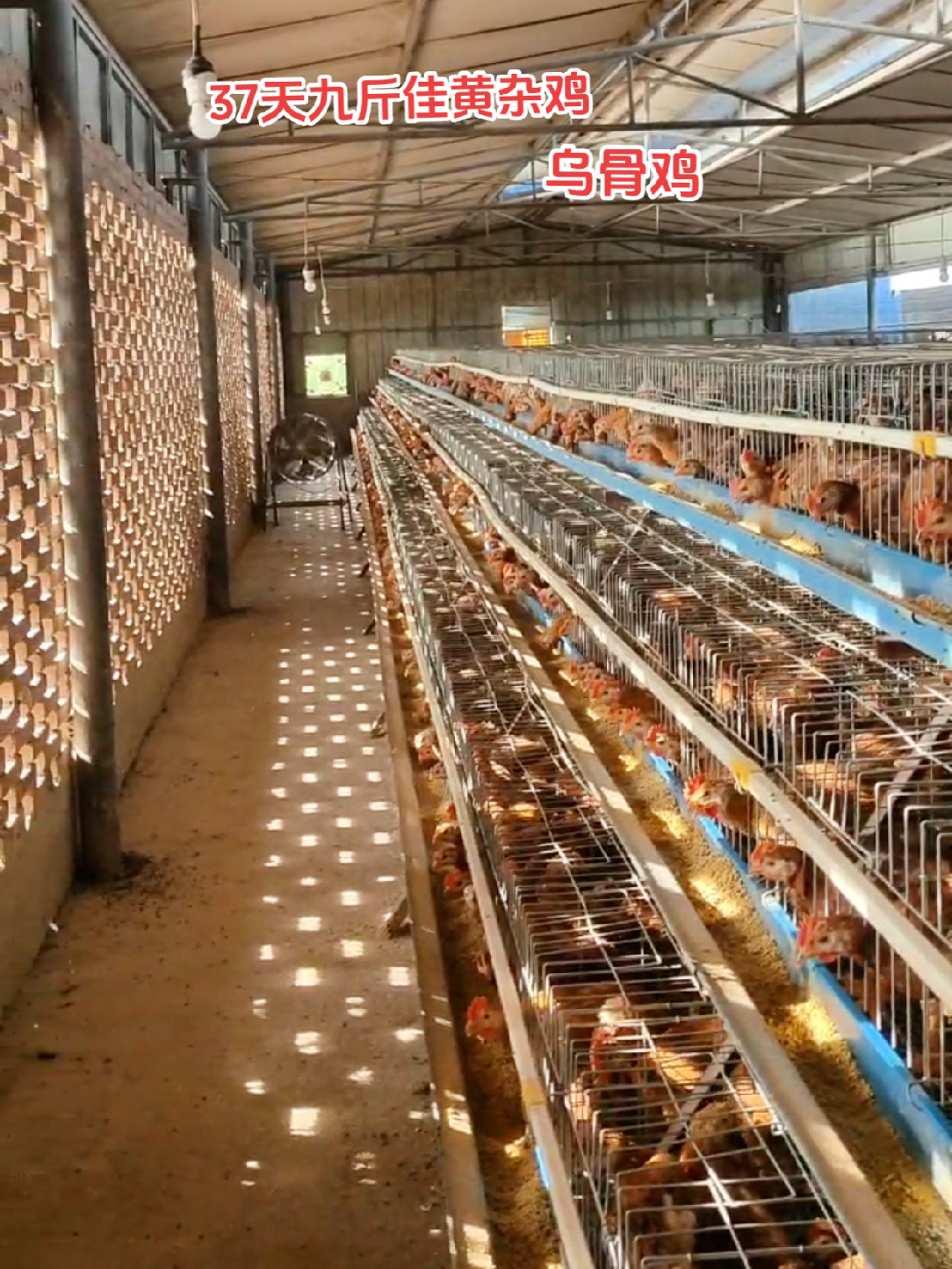 37天养殖的优质九斤黄杂鸡和乌骨鸡，品质超棒！
