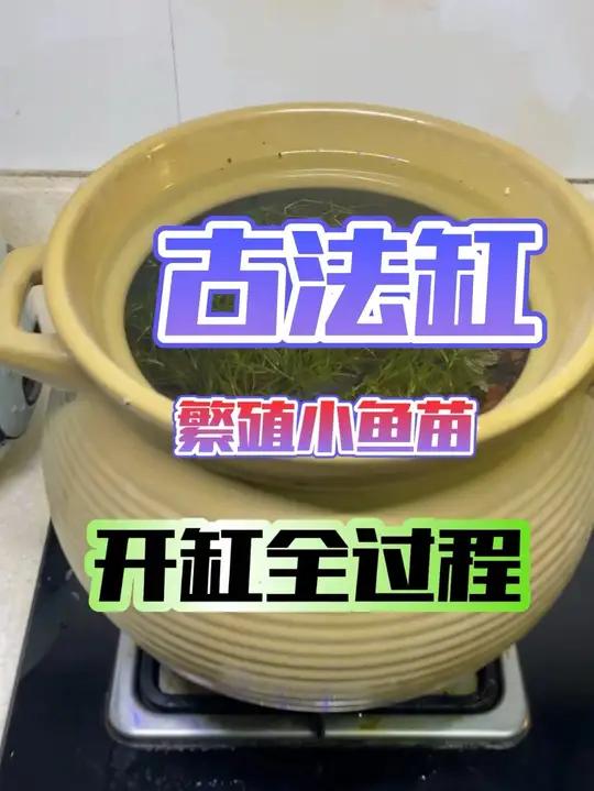 开古法缸繁殖下孔雀鱼小鱼苗,顺带记录下全程,箱玩古法缸的照着做就行!