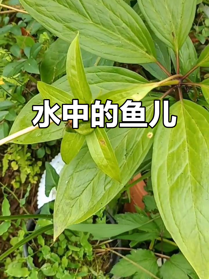 鱼在水里自由游动，看它们如何畅享生活