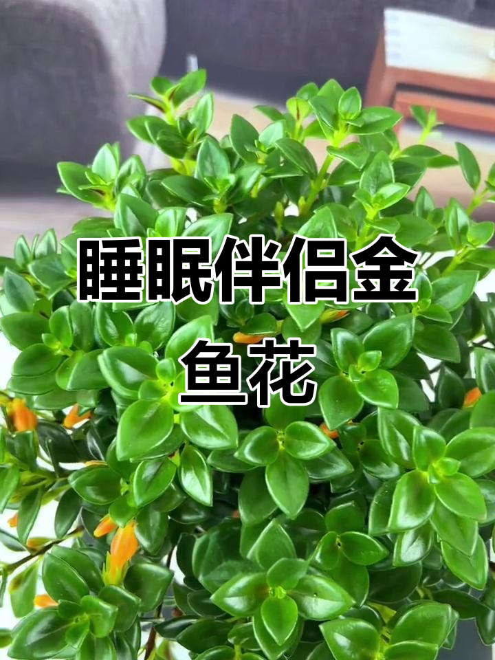 金鱼吊兰:美观又好养,夜晚释放氧气助眠,家里有它更健康