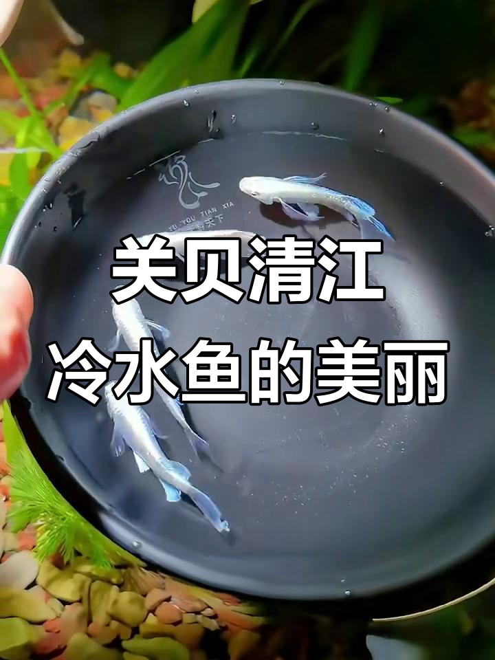 冷水观赏鱼:关贝青鳉的魅力与成长