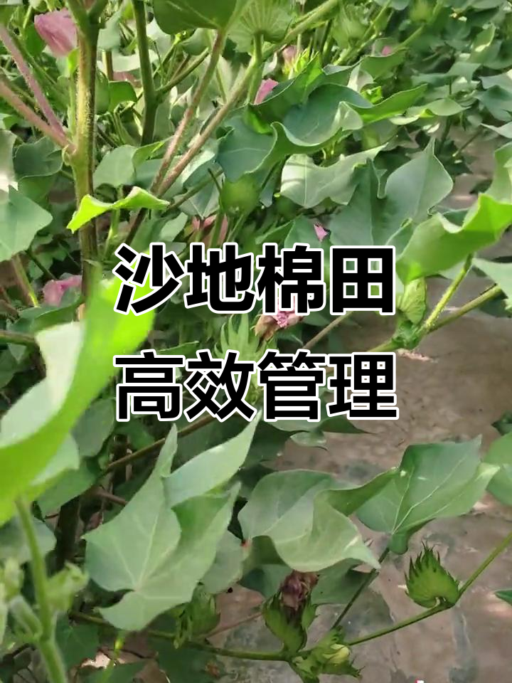 沙土地棉花管理技巧:控水、通风,轻松增产