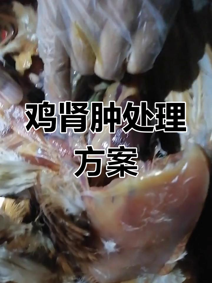 120日龄鸡出现肾肿症状,如何应对?