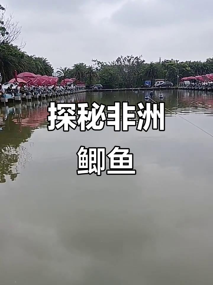 非洲鲫鱼:了解这种独特的淡水鱼类