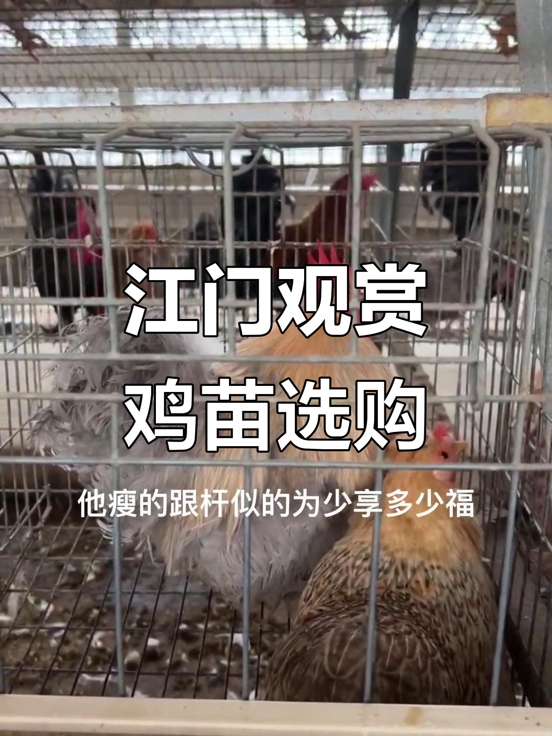 广东江门观赏鸡养殖基地,各种小鸡苗等你挑选