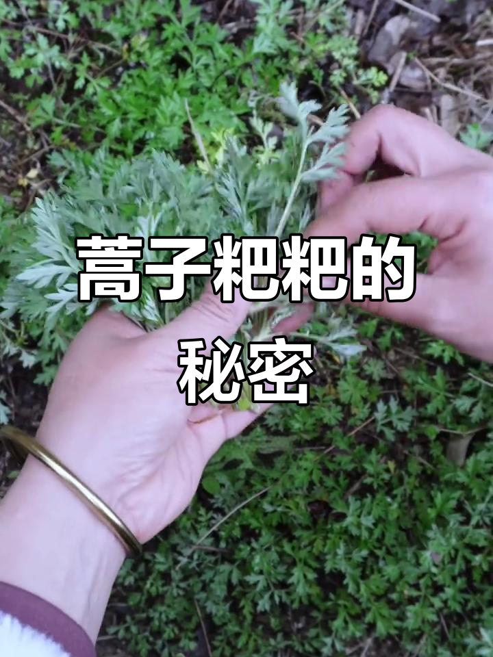 蒿子粑粑:清明节的美味野草美食,香蒿与臭蒿的区别