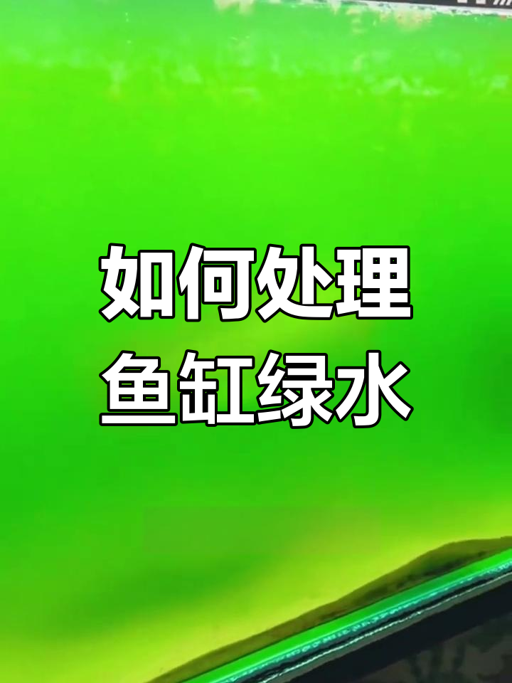 鱼缸水发绿怎么办?两种情况全解析