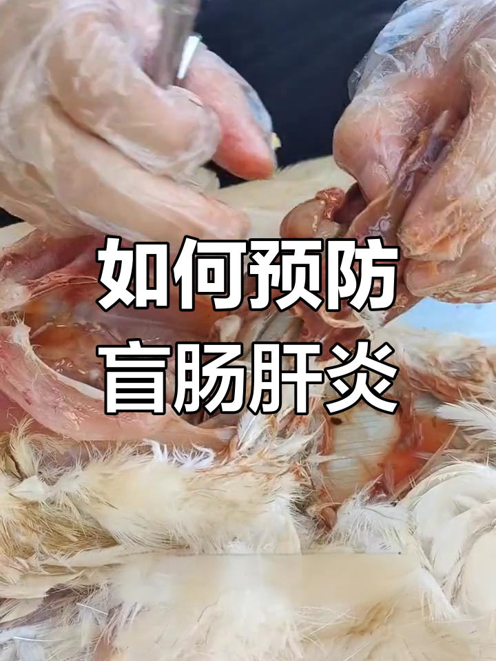 散养鸡盲肠肝炎防治要点