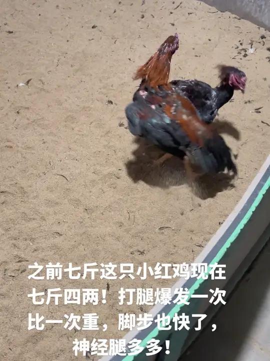之前七斤这只小红鸡现在七斤四两!打腿爆发一次比一次重,脚步也快了,神经腿多多!斗鸡斗鸡养殖